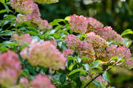 Photo for Tender pink flowers of hydrangea arborescens, backlit by the low evening sun in summer. Hortensia flowering in summer garden. Beauty in nature. - Royalty Free Image