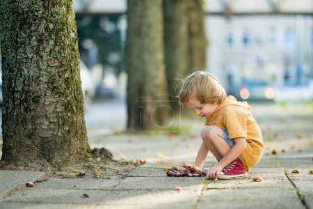 Photo for Cute toddler boy picking chestnuts in a park on autumn day. Child having fun with searching chestnut and foliage. Autumnal activities with children. - Royalty Free Image