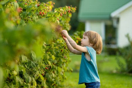Téléchargez les photos : Joli petit garçon cueillant des baies fraîches sur la ferme de framboises biologiques lors d'une chaude journée d'été. Récolte de baies fraîches le jour d'automne. Récolte d'enfants dans un jardin. - en image libre de droit