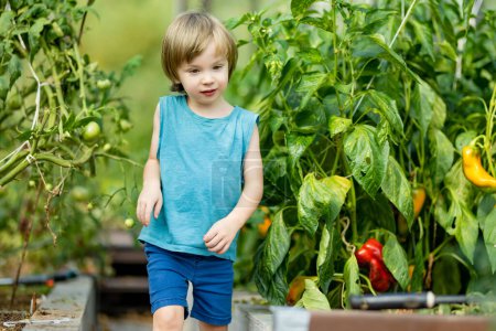Netter kleiner Junge, der an einem sonnigen Sommertag in einem Gewächshaus Spaß hat. Kinder helfen bei der täglichen Arbeit. Gartenarbeit für Kinder.