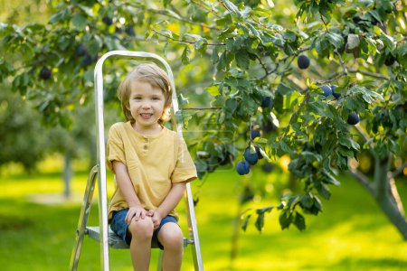 Téléchargez les photos : Petit garçon mignon aidant à récolter des prunes dans le verger de pruniers dans la journée d'été. Enfant cueillant des fruits dans un jardin. Aliments frais et sains pour les enfants. Nutrition familiale en été. - en image libre de droit