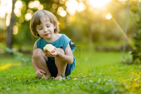 Photo for Cute little boy helping to harvest apples in apple tree orchard in summer day. Child picking fruits in a garden. Fresh healthy food for kids. Family nutrition in summer. - Royalty Free Image