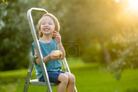 Foto de Lindo niño ayudando a cosechar manzanas en el huerto de manzanos en el día de verano. Niño recogiendo frutas en un jardín. Comida fresca y saludable para niños. Nutrición familiar en verano. - Imagen libre de derechos