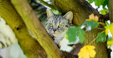 Téléchargez les photos : Jeune chat argenté à poil court britannique ludique grimpant à un arbre dans la cour. Superbe chat bleu-gris aux yeux jaunes s'amusant à l'extérieur dans un jardin ou une arrière-cour. Animaux de compagnie famille à la maison. - en image libre de droit