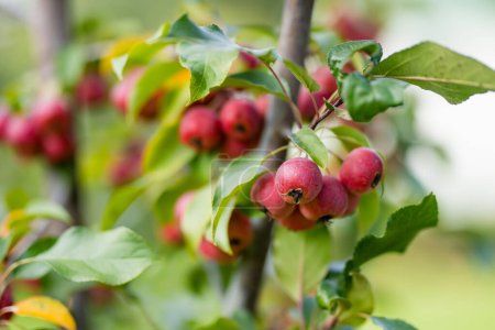 Small red paradise apples on a tree branch on sunny fall day. Autumn fruits, harvest and harvesting concept.