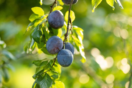 Purple plums on a tree branch in the orchard. Harvesting ripe fruits on autumn day. Growing own fruits and vegetables in a homestead. Gardening and lifestyle of self-sufficiency.