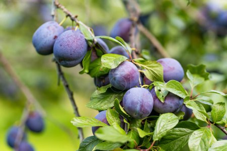 Photo for Purple plums on a tree branch in the orchard. Harvesting ripe fruits on autumn day. Growing own fruits and vegetables in a homestead. Gardening and lifestyle of self-sufficiency. - Royalty Free Image
