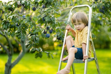Photo for Cute little boy helping to harvest plums in plum tree orchard in summer day. Child picking fruits in a garden. Fresh healthy food for kids. Family nutrition in summer. - Royalty Free Image