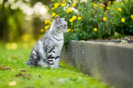 Photo for Young playful British shorthair silver tabby cat relaxing in the backyard. Gorgeous blue-gray cat with yellow eyes having fun outdoors in a garden or a back yard. Family pet at home. - Royalty Free Image