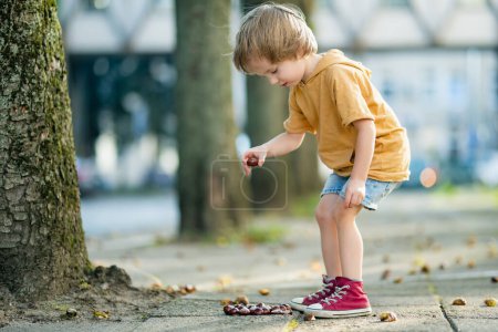 Photo for Cute toddler boy picking chestnuts in a park on autumn day. Child having fun with searching chestnut and foliage. Autumnal activities with children. - Royalty Free Image