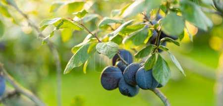 Photo for Purple plums on a tree branch in the orchard. Harvesting ripe fruits on autumn day. Growing own fruits and vegetables in a homestead. Gardening and lifestyle of self-sufficiency. - Royalty Free Image