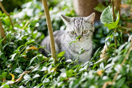 Photo for Young playful British shorthair silver tabby cat relaxing in the backyard. Gorgeous blue-gray cat with yellow eyes having fun outdoors in a garden or a back yard. Family pet at home. - Royalty Free Image