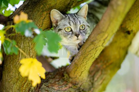 Téléchargez les photos : Jeune chat argenté à poil court britannique ludique grimpant à un arbre dans la cour. Superbe chat bleu-gris aux yeux jaunes s'amusant à l'extérieur dans un jardin ou une arrière-cour. Animaux de compagnie famille à la maison. - en image libre de droit