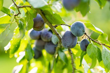 Téléchargez les photos : Prunes violettes sur une branche d'arbre dans le verger. Récolte de fruits mûrs le jour d'automne. Cultiver ses propres fruits et légumes dans une ferme. Jardinage et mode de vie d'autosuffisance. - en image libre de droit
