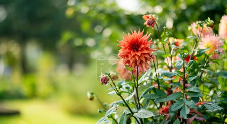Téléchargez les photos : Fleurs de dahlia colorées dans un jardin d'arrière-cour en automne. Saison d'automne. Fleurs décoratives à l'extérieur. - en image libre de droit