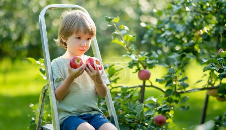 Téléchargez les photos : Joli petit garçon aidant à récolter des pommes dans le verger de pommiers le jour d'été. Enfant cueillant des fruits dans un jardin. Aliments frais et sains pour les enfants. Nutrition familiale en été. - en image libre de droit