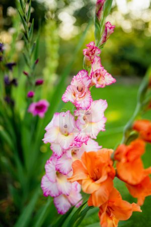 Gladiolo colorido o flores de azucena espada que florecen en el jardín. Primer plano de las flores de gladiolo. Flores que florecen en verano. Belleza en la naturaleza.