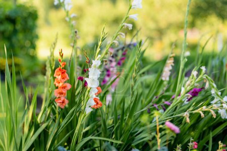 Fleurs colorées de gladiolus ou de lys d'épée fleurissant dans le jardin. Gros plan sur les fleurs de gladiole. Les fleurs fleurissent en été. Beauté dans la nature.
