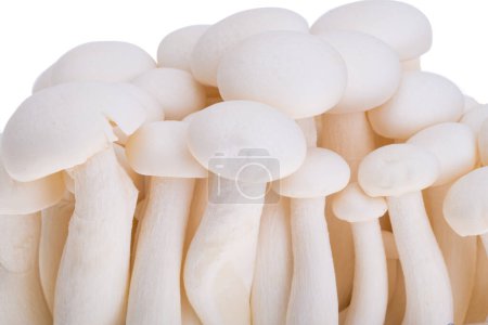 Téléchargez les photos : Porcini champignons shimeji isolés sur fond blanc - en image libre de droit