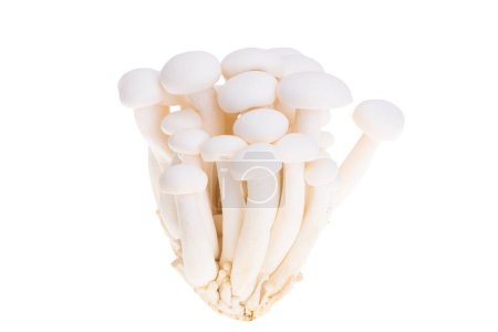 Téléchargez les photos : Porcini champignons shimeji isolés sur fond blanc - en image libre de droit