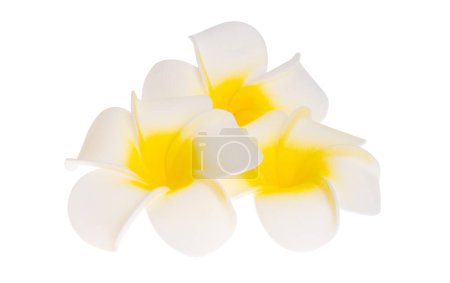 Plumeria Blume isoliert auf weißem Hintergrund