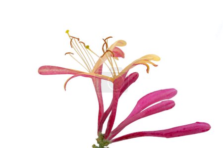 Photo for Honeysuckle flowers isolated on white background - Royalty Free Image