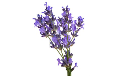 Photo for Lavender isolated on white background - Royalty Free Image
