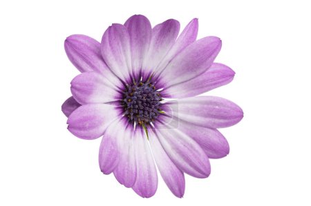 Foto de Osteosperumum Flower Daisy White Background (en inglés). Macro Primer plano - Imagen libre de derechos