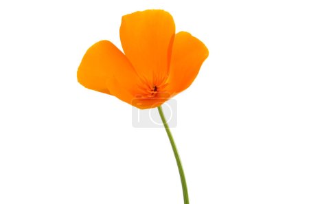orange poppy isolated on white background