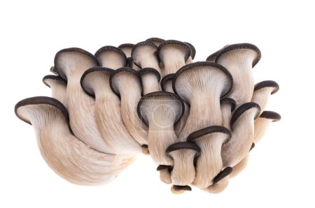 Photo for Oyster mushrooms isolated on white background - Royalty Free Image