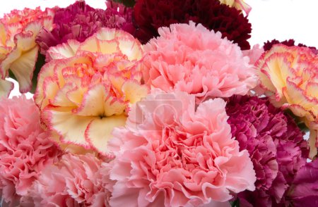Téléchargez les photos : Bouquet d'oeillets isolés sur fond blanc - en image libre de droit