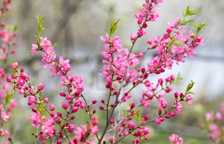 Téléchargez les photos : Fleur d'amande décorative au printemps - en image libre de droit