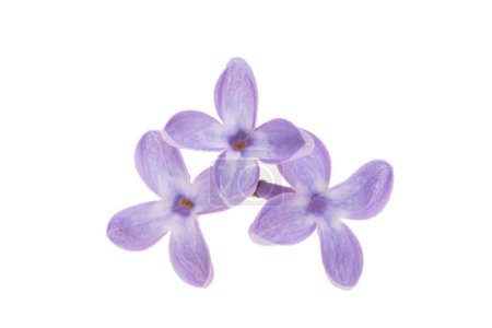 Foto de Flores lila aisladas sobre fondo blanco - Imagen libre de derechos