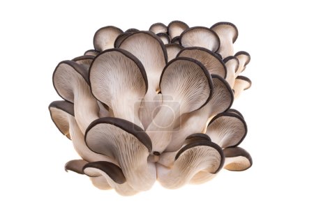 Photo for Oyster mushrooms isolated on white background - Royalty Free Image