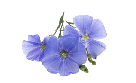 Flax flower isolated on white background