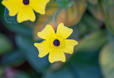 Téléchargez les photos : Fleur Blackeyed Susan Vine close-up - en image libre de droit