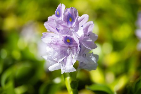 Photo for Flower Brazilian Water Hyacinth close-up - Royalty Free Image