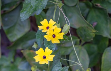 Téléchargez les photos : Fleur Blackeyed Susan Vine close-up - en image libre de droit