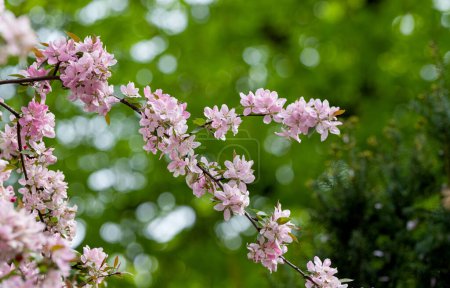 Foto de Fondo primaveral del manzano rosado en flor - Imagen libre de derechos
