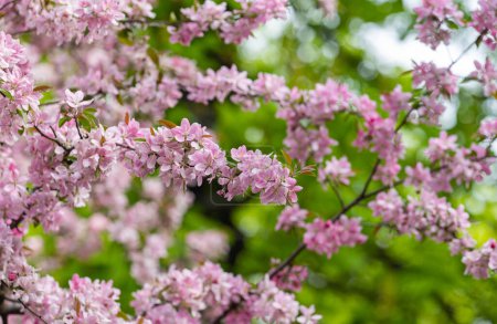 Foto de Fondo primaveral del manzano rosado en flor - Imagen libre de derechos