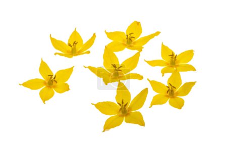 Photo for Loosestrife flower isolated on white background - Royalty Free Image