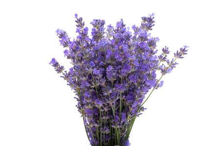 Photo for Bouquet of lavender on a white background - Royalty Free Image