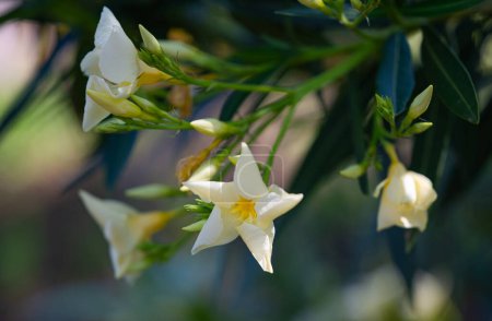 Photo for Oleander flower light yellow close up - Royalty Free Image
