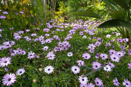 Photo for Flowers of lilac osteospermum eklon close-up - Royalty Free Image