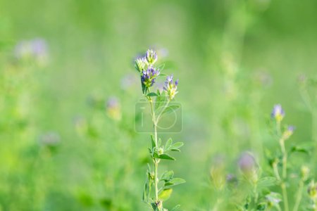 Foto de Flores de alfalfa de cerca en verano - Imagen libre de derechos