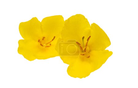 Photo for Yellow mullein yellow flower isolated on white background - Royalty Free Image