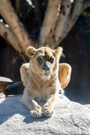 Téléchargez les photos : Lion dans le parc gros plan - en image libre de droit