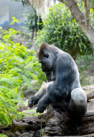 Photo for Big gorilla in the park - Royalty Free Image