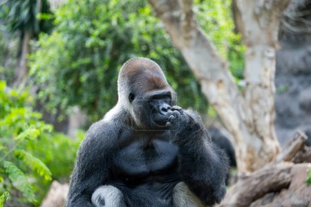 Photo for Big gorilla in the park - Royalty Free Image