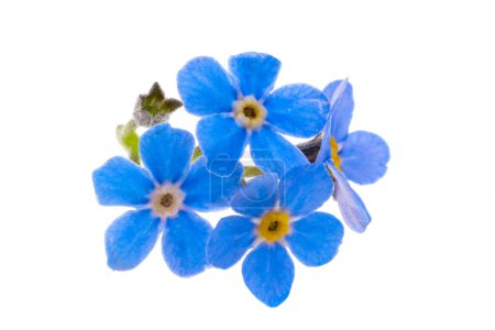 forget-me-not flowers isolated on white background